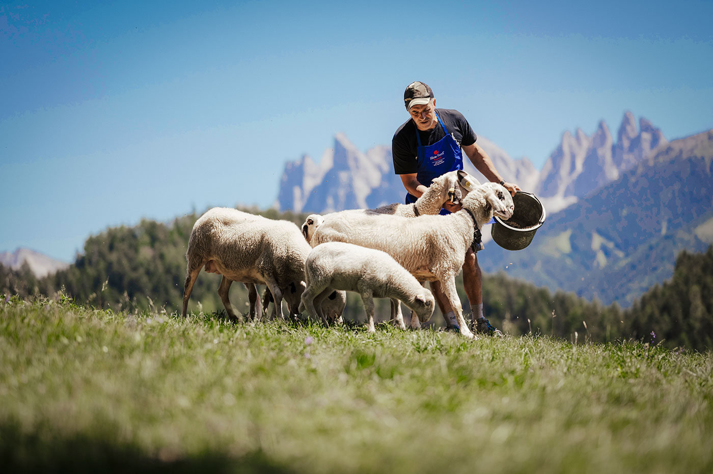 Villnoesser Brillenschaf